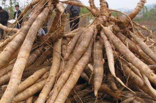 木薯是什么，木薯的功效与作用禁忌