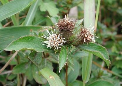 苍术的作用与功效及食用方法