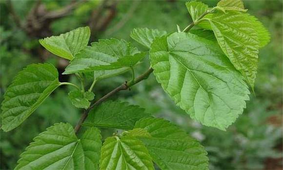 桑叶的作用与功效及副作用