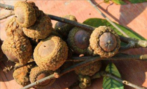 壮阳果真的能壮阳吗 壮阳果的功效以及作用