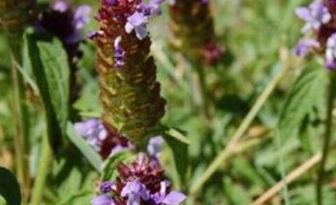 夏枯草的功效与作用及禁忌是什么？