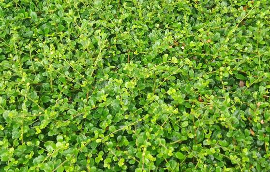 铁皮石斛的功效与作用及食用方法