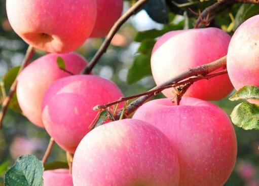 一日一苹果的好处，每天吃一个苹果坚持1年