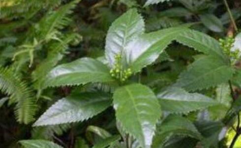 肿节风的功效与作用，肿节风的副作用