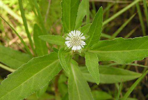 旱莲草怎样用会使白发变黑发