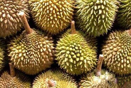 榴莲的药用价值是什么？