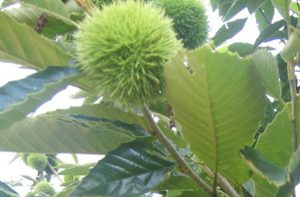 板栗什么人不能吃，这几种人群不能吃板栗