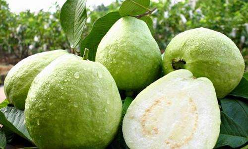 番石榴的功效与作用及禁忌