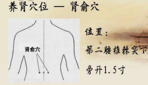 肾俞穴的作用，肾俞的准确位置图片