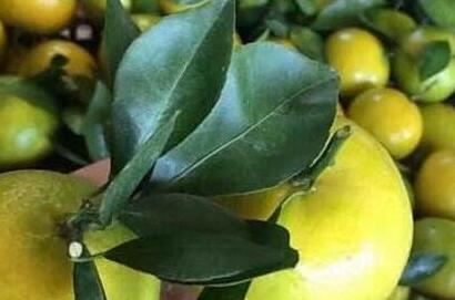 皇帝柑是热性还是凉性，皇帝柑性寒还是性温