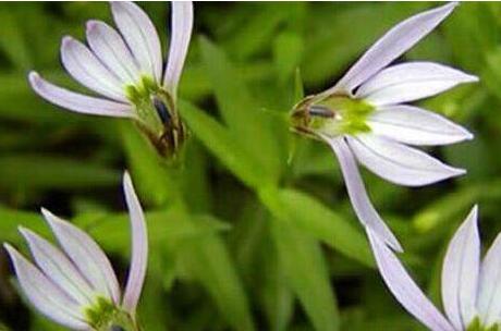 半边莲能长期泡水喝吗,半边莲的副作用