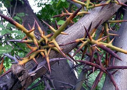 皂角刺的功效与作用，皂角刺的用法