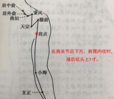 肩贞穴的最笨找法，肩贞的准确位置图和作用