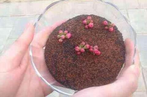 海藻面膜的功效与作用，海藻面膜的禁忌