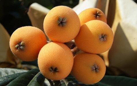 枇杷核的功效与作用及食用方法