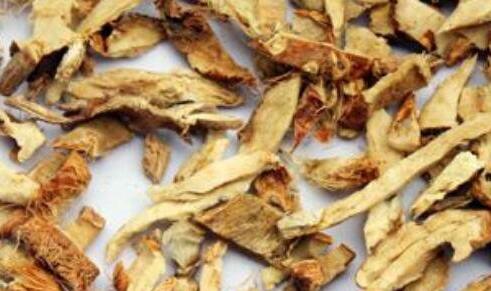 知母的功效与作用及禁忌,知母的图片