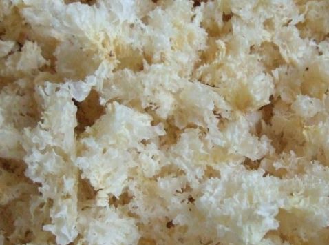 白木耳的功效与作用及禁忌