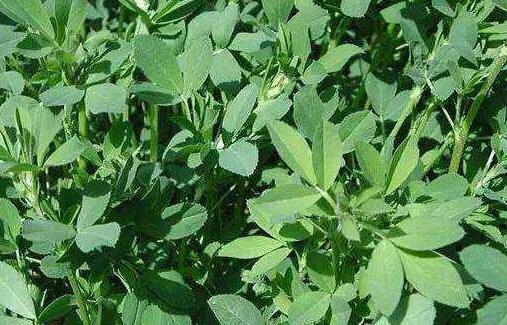 苜蓿怎么读，苜蓿的功效与作用及禁忌