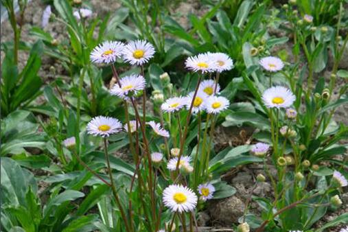 灯盏细辛的功效与作用，灯盏细辛的禁忌及副作用