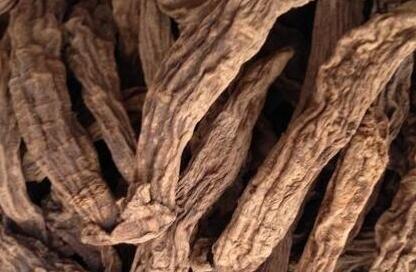 玄参和元参一样吗，玄参和元参是同一种东西吗