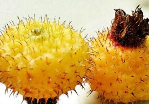 刺梨子的功效与作用，刺梨子的禁忌