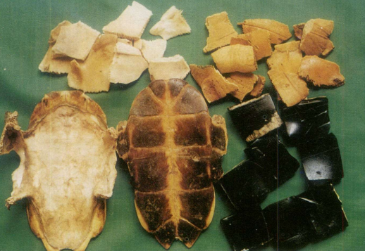 龟板的功效与作用及食用禁忌，龟板的吃法