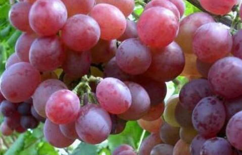 红提子的功效与作用及禁忌