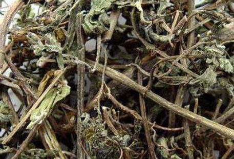 旱莲草的功效与作用及禁忌