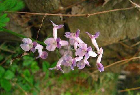 夏天无的功效与作用禁忌，夏天无的副作用
