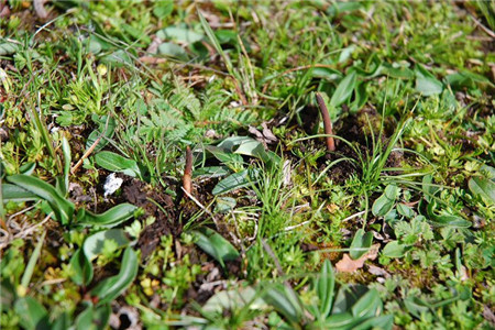 冬虫夏草有什么功效，冬虫夏草的主要功效与禁忌