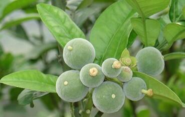 橘红和化橘红一样吗，橘红与化橘红的区别