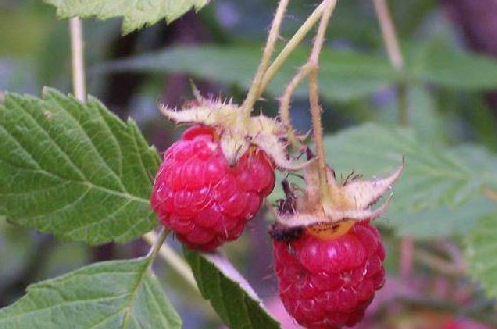 覆盆子的功效与作用及食用方法