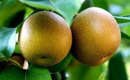 沙梨的功效与作用及禁忌