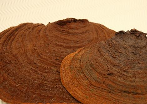 桑黄价格：桑树桑黄多少钱一斤