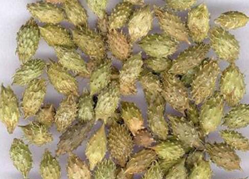 苍耳子散的组成与功效，苍耳子散方歌