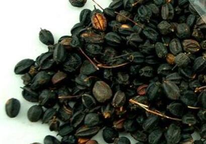 刺五加籽的功效与作用及食用方法