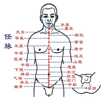任脉是什么意思，任脉的准确位置图和作用
