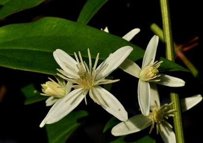 威灵仙治骨质增生配伍，威灵仙的12种临床妙用