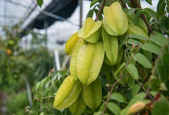 杨桃能和蜂蜜一起吃吗？杨桃不能和什么一起吃？