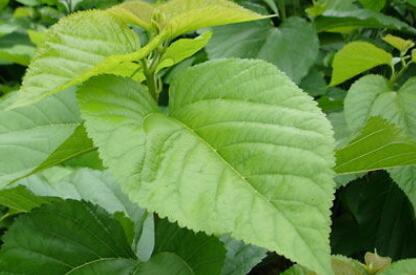 桑叶怎么吃法最好， 桑树叶泡水喝注意什么