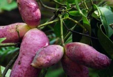 八月瓜的籽能吃不，八月瓜的籽是苦的吗