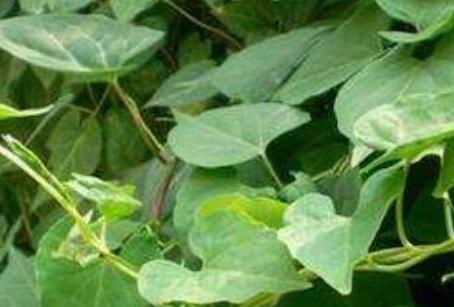 夜交藤泡水能天天喝吗，夜交藤泡水喝的使用方法