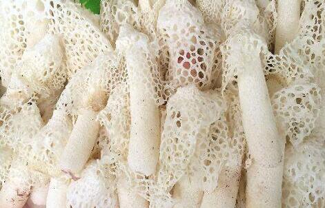 竹荪怎么吃,竹荪变黄了还能吃吗