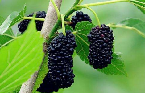 桑葚酒的功效与作用及禁忌，桑葚酒的泡法