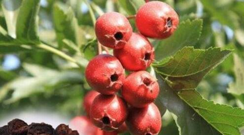 山楂的功效与作用及禁忌