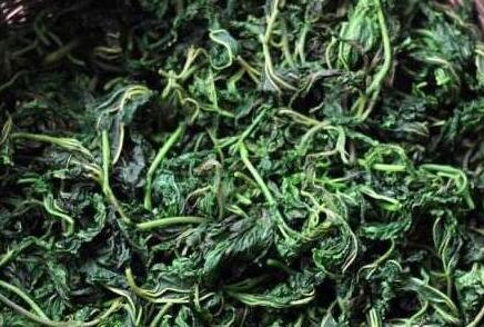 桑叶洗头能治疗脱发吗，桑叶煮水洗头正确方法