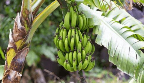 芭蕉的拼音和意思，芭蕉的营养价值及功效