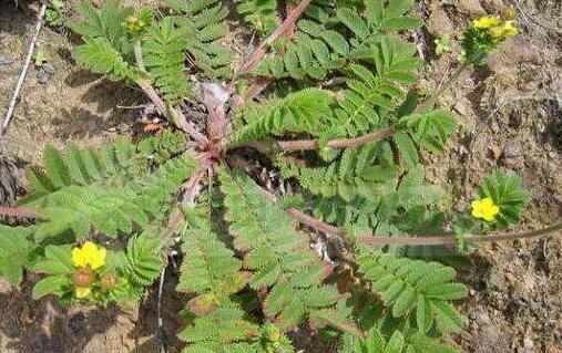 我喝翻白草治好了，翻白草泡水喝的功效