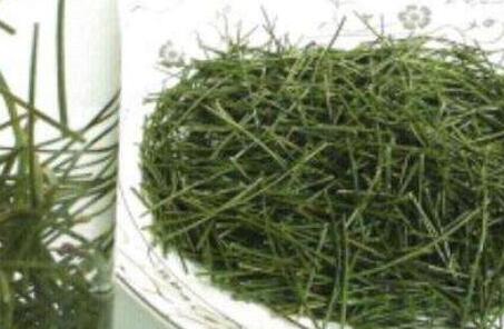 松针茶的功效与作用和服用方法