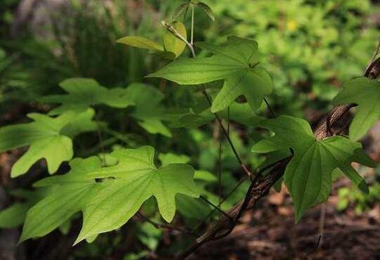 穿地龙的功效与作用及食用方法